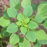 Acalypha indica L.